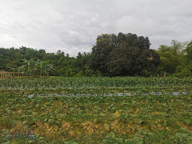 Beautiful Farm for Sale Portions are cultivated for wet land rice, vegetables production.