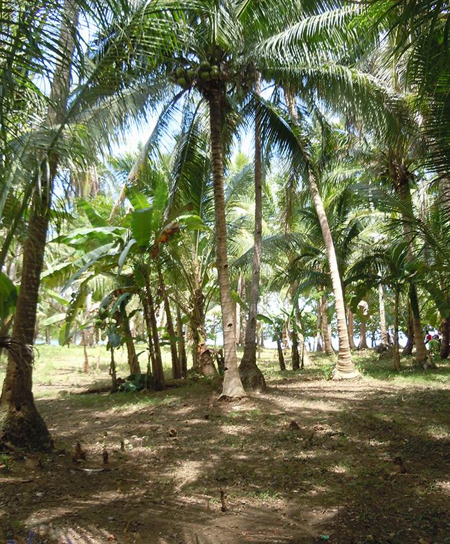 Quiet 1 to 4 Beachfront Lots Available (Code: BF-7932) Coconut trees