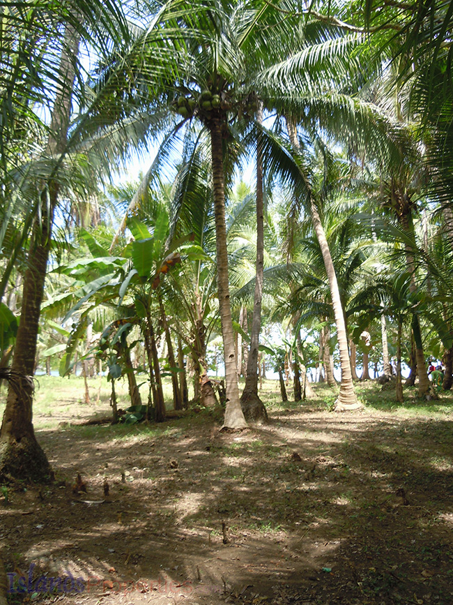 Quiet 1 to 4 Beachfront Lots Available (Code: BF-7932) Coconut trees