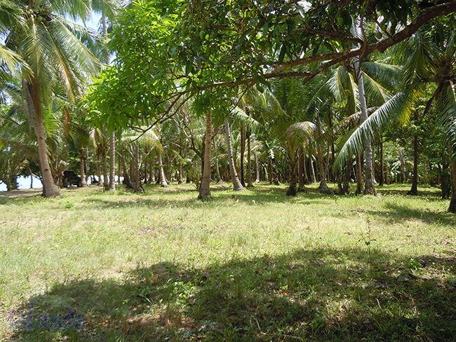 Quiet 1 to 4 Beachfront Lots Available (Code: BF-7932) Coconut trees