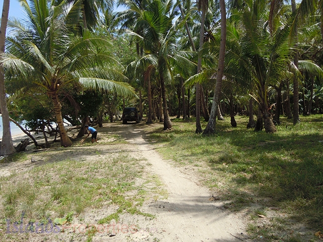 Quiet 1 to 4 Beachfront Lots Available (Code: BF-7932) Coconut trees