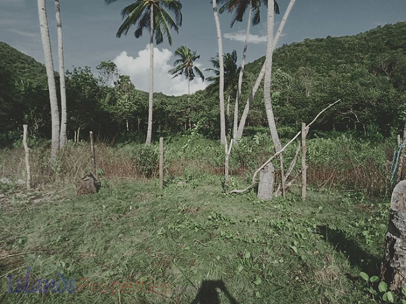 Beach Lot for Sale Various surrounding coconut trees