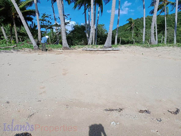 Beach Lot for Sale Various surrounding coconut trees
