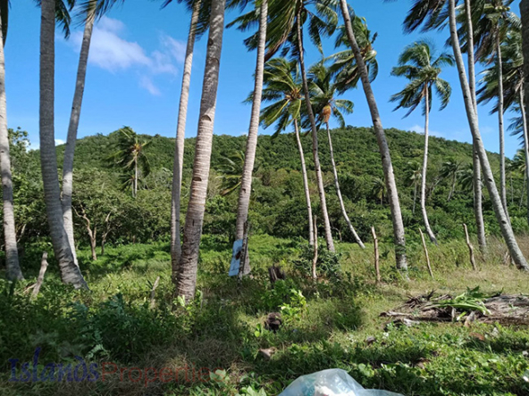 Beach Lot for Sale Various surrounding coconut trees