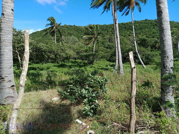 Beach Lot for Sale Various surrounding coconut trees