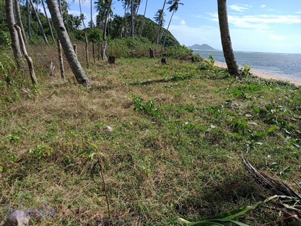 Beach Lot for Sale Various surrounding coconut trees