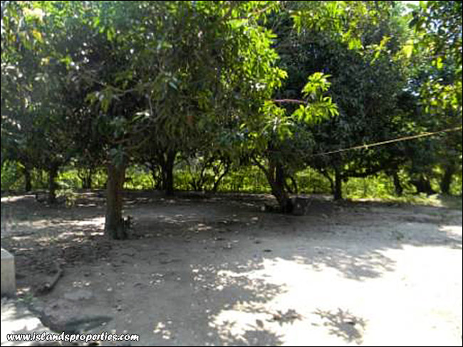 fruit trees House and Lot for Sale