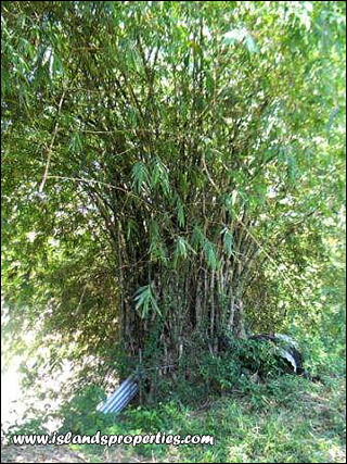 bamboo House and Lot for Sale