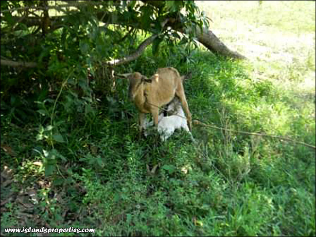 goats House and Lot for Sale