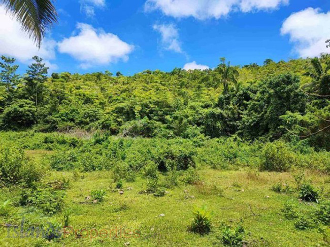 Titled Lot For Sale In Siquijor (Code: RL-1985)