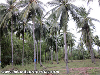 Residential Lot for Sale (Code: RL-1198) Dauin, Negros Oriental, Philippines
