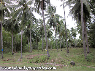 Residential Lot for Sale (Code: RL-1198) Dauin, Negros Oriental, Philippines