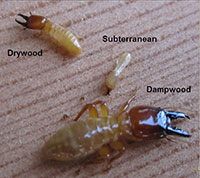 Termites in the philippines