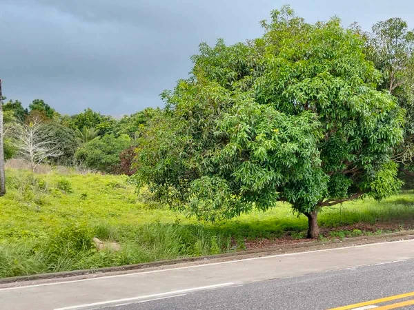 Mango Farm for sale in Siaton, Negros Oriental (AG-3872)