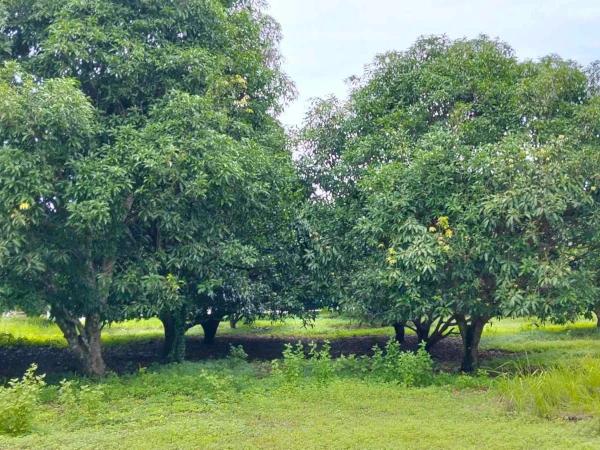 Mango Farm for sale in Siaton, Negros Oriental (AG-3872)