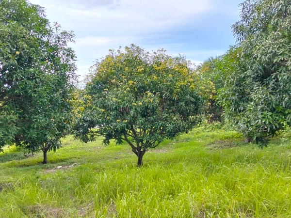 Mango Farm for sale in Siaton, Negros Oriental (AG-3872)