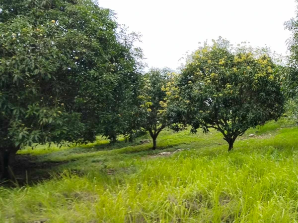 Mango Farm for sale in Siaton, Negros Oriental (AG-3872)